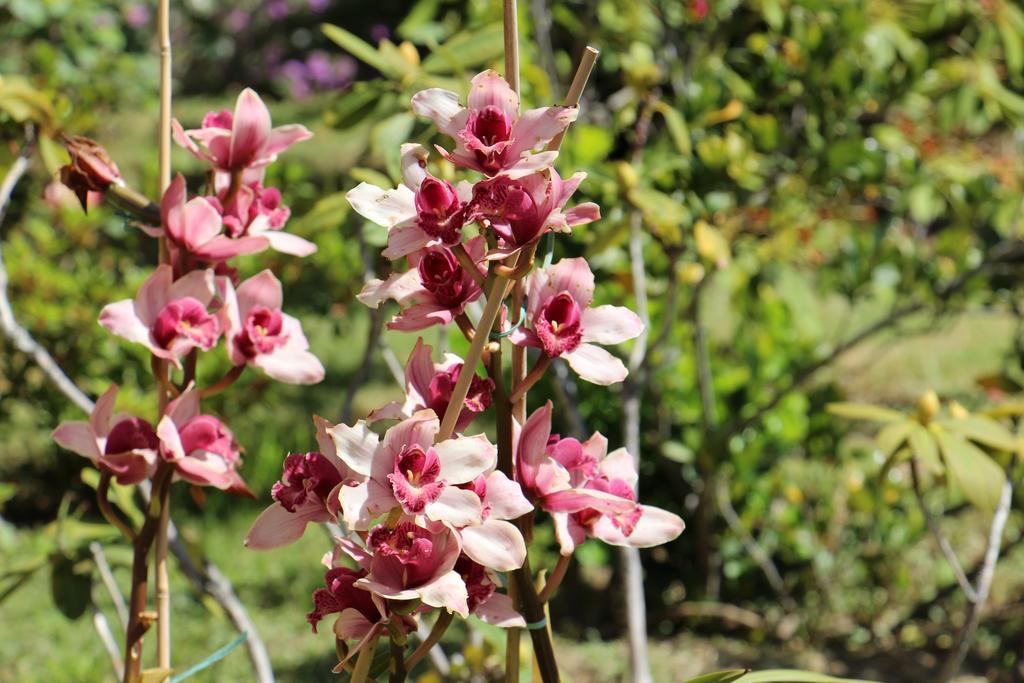 B&B Villa Orchidea Camogli Exterior photo